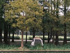 -上海共青森林公园