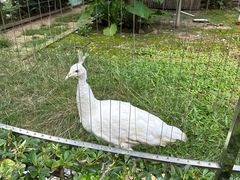 -深圳野生动物园
