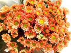 -沪花拾者(好再来花卉鲜花店)