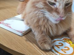 -藏猫猫咖啡主题馆(中央大道店)