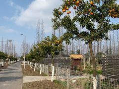 -上海长兴岛郊野公园