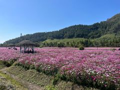 -径山花海