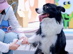 -帕帕拉兹宠物(亚洲旗舰店)