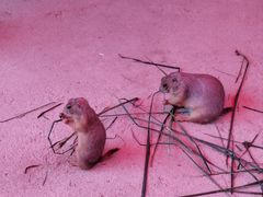 -杭州野生动物世界