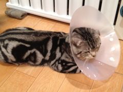 -纳吉亚猫专科动物诊疗中心(蒋宅口分院)