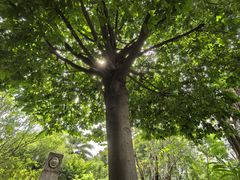-广州神农草堂中医药博物馆