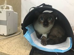 -伟伟宠物医院·CT影像中心·瑞派犬猫综合性门诊(汉口总院)
