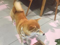 -柴务处·柴犬主题狗咖