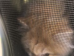 -瑞鹏宠物医院·宠保定点·心脏科·内科(御桥分院)