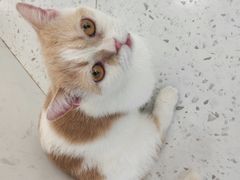 -喵园·猫主题咖啡厅·撸猫·猫咖(国贸店)