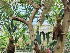 -呀路古热带植物园