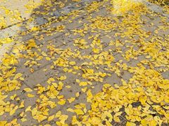 -三里屯东五街银杏大道