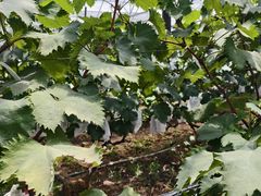 -马陆小张葡萄园农家乐