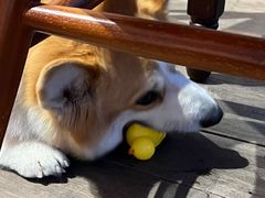 -肥朵食堂(带梦胡同店)