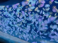 -海合安天津极地海洋公园