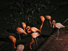 -清迈夜间动物园