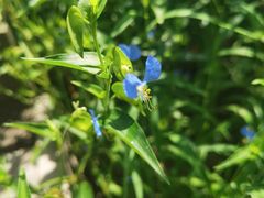 -帽儿山国家森林公园