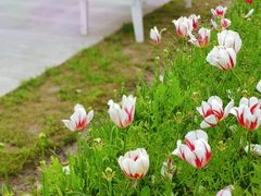 -花开海上生态园