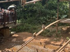 -西双版纳原始森林公园