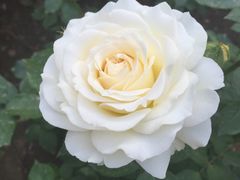 -金凤成祥(五棵松二店)