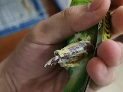 -北京观赏动物医院·24小时大型综合·猫专科·异宠专科