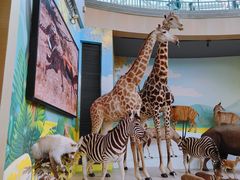 -陕西自然博物馆