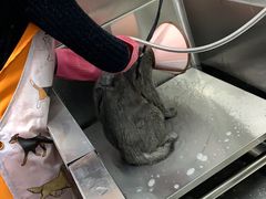 -圣宠动物医院·犬猫专科·影像中心·外科中心