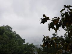 -林中乐辣子鸡(歌乐山总店)