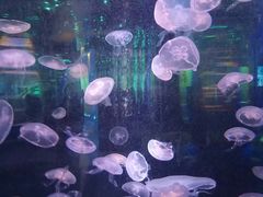 -石家庄海洋公园