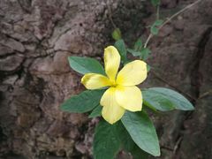 -三圣花乡旅游区