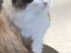 -飞行喵MR PILOT|猫舍·猫咖(静安大融城店)