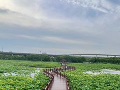 -荷塘月色湿地公园·向阳花洲