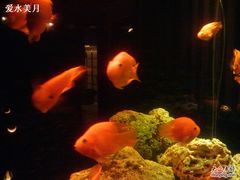 -老船坞餐厅(北京亚洲大酒店 )