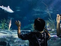 -暹罗海洋世界