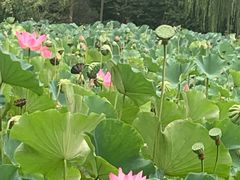 -莲湖公园