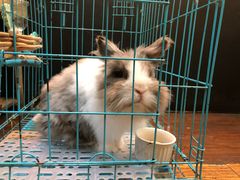 -志龙皇冠吃货椰子铺