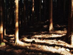 -山王坪喀斯特国家生态公园