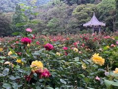 -广州市石门国家森林公园