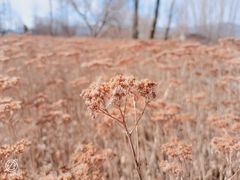 -野鸭湖国家湿地公园