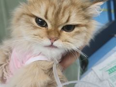 -达爱动物医院·犬猫分区·CT·复杂眼科(远洋山水分院)