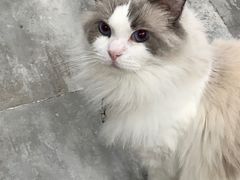 -楼上猫咖(罗湖店)
