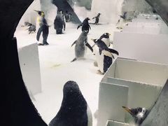 -大连圣亚海洋世界