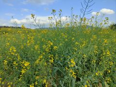 -光明小镇欢乐田园