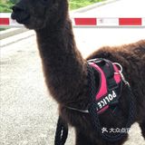 夏日带孩子和萌兽一起互动吧！