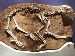 -国家自然博物馆