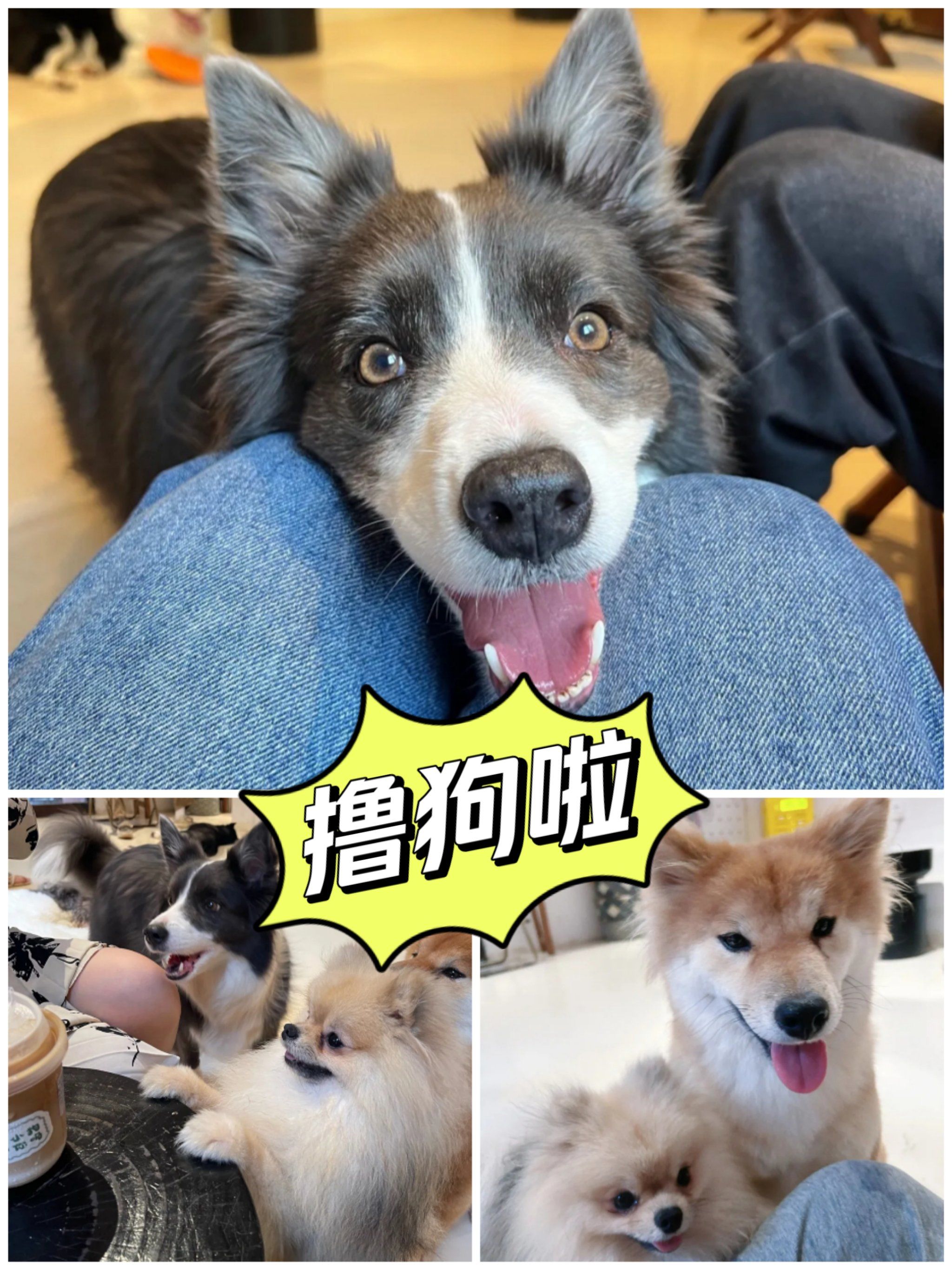 93独栋别墅狗乐园,快来和小可爱们约会吧!