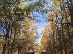 -金塔沙漠胡杨林景区