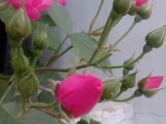 -沣东实验小学