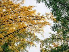 -三里屯东五街银杏大道