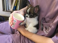 -严国平动物医院(德政总院)